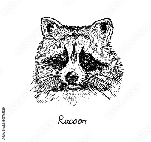 Racoon face, with inscription, hand drawn doodle, sketch in pop art style, vector illustration