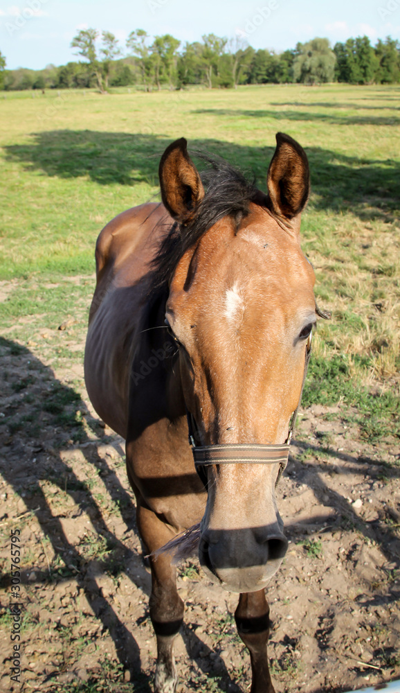 Obraz premium Pferde, Hengst, Stute auf einer Farm, Koppel beim grasen