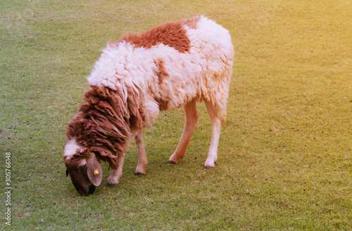 Sheeps in a meadow photo
