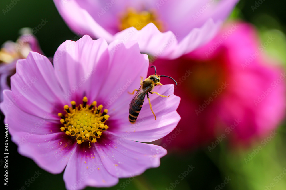 eine Nahaufnahme von einer sehr schönen lilafarbene Blüte eine Nahaufnahme von einer sehr schönen lilafarbene Blüte