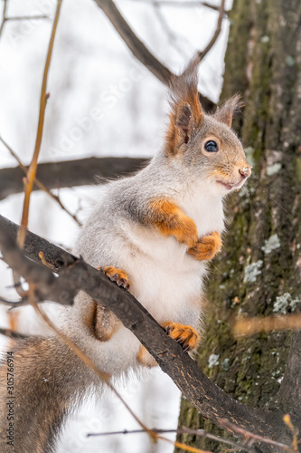 The squirrel sits on a branches in the winter or autumn © Dmitrii Potashkin