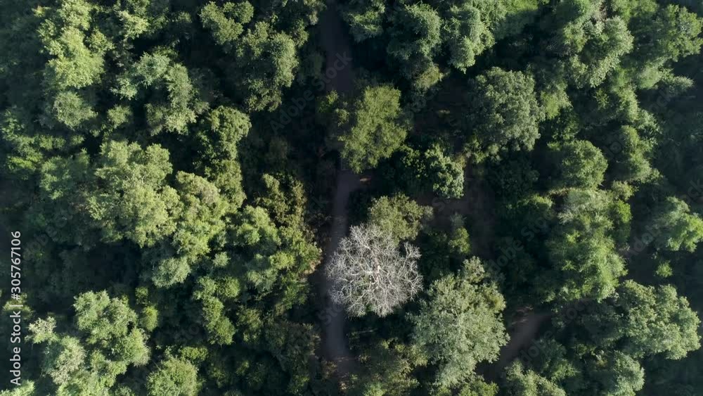 Straight down aerial view through the tree top canopy of a 4x4 safari vehicle driving in Gonarezhou National Park, Zimbabwe Straight down aerial view through the tree top canopy of a 4x4 safari vehicle driving in Gonarezhou National Park, Zimbabwe