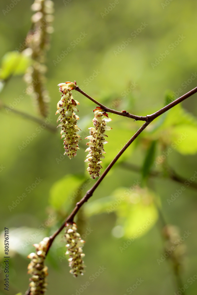 Blüten und Pollen, Blätter der Erle, sorgen im Frühjahr für Heuschnupfen bei Alergikern