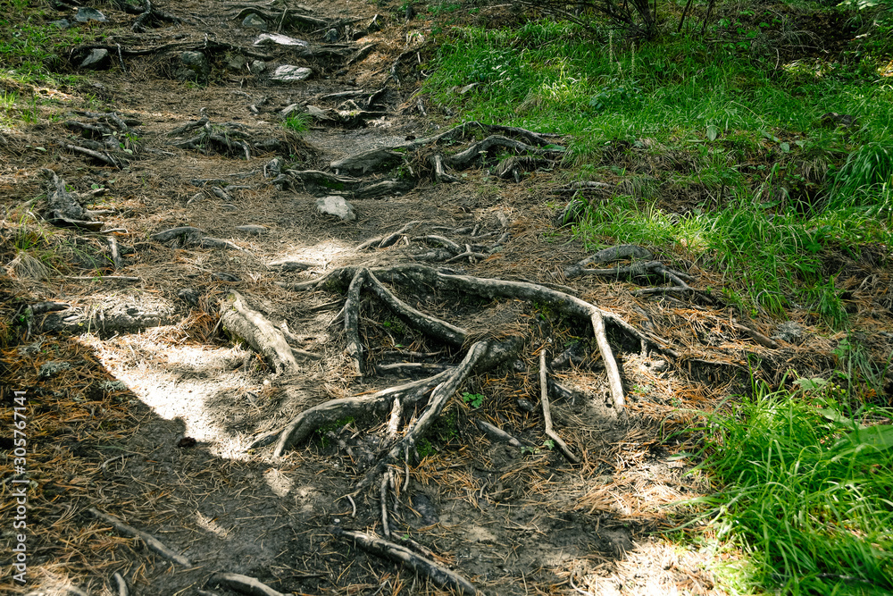 Fototapeta premium Tree roots on dirt trail. Hiking in coniferous forest in summer. Tourism and travel