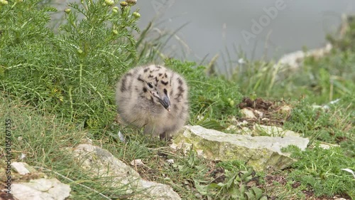Herring Gull bird chick alone on cliff top. 