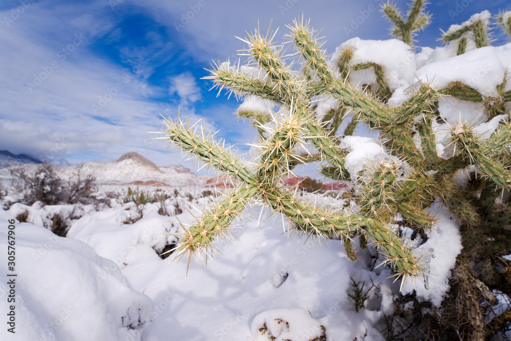 Snow in the Desert - Cholla Cactus