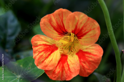 Nasturtium flowers. Tropaeolum majus garden nasturtium, Indian cress, or monks cress is a species of flowering plant in the family Tropaeolaceae. Flower and foliage.