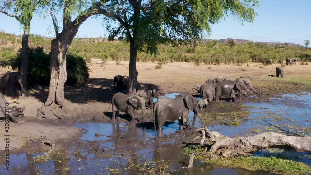 Close-up aerial view of a breeding herd of elephants with young calves standing and mud bathing at the edge of a river, Zimbabwe Close-up aerial view of a breeding herd of elephants with young calves standing and mud bathing at the edge of a river, Zimbabwe