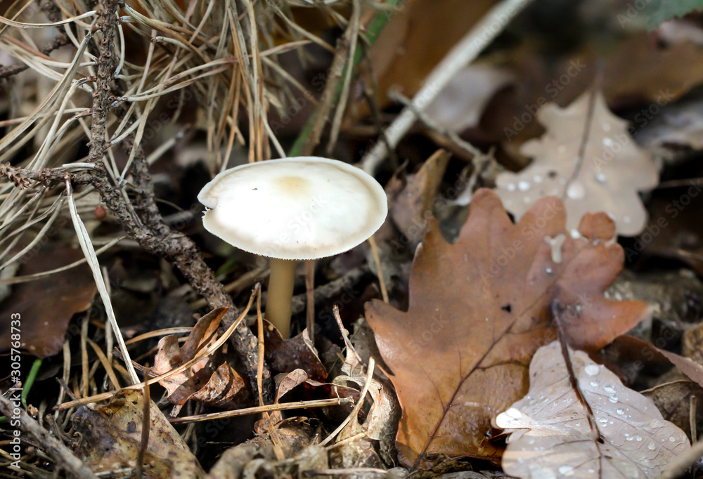 Fototapeta premium Pilz, Pilze bevölkern den Wald und erfüllen ihn mit Leben