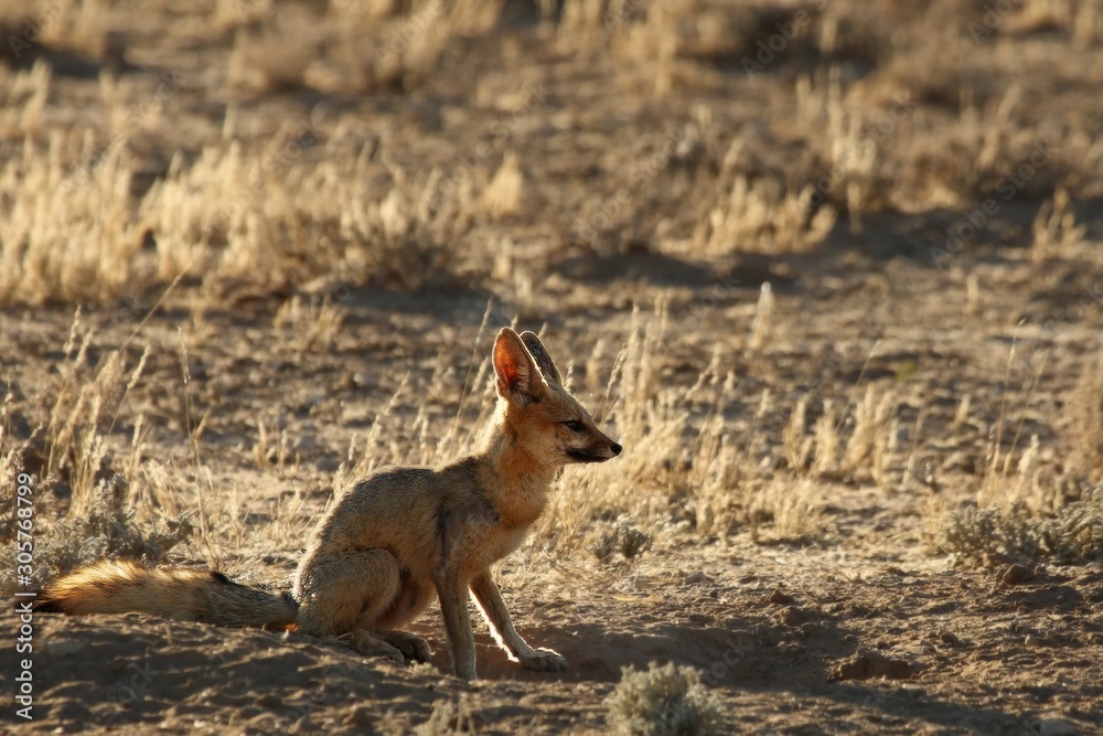 Fototapeta premium Cape fox (Vulpes chama) sitting on the sand in Kalahari desert.