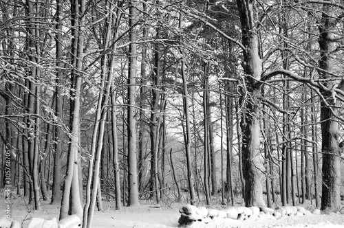 Black and White Tree Line