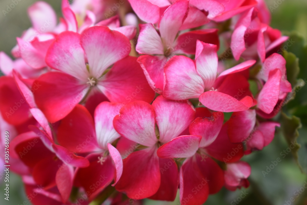 Fuchsia and White gradient Geranium Fuchsia and White gradient Geranium
