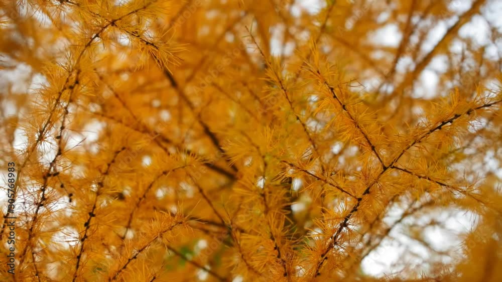Yellow Pine Tree Needles Close-Up in Autumn Forest. Forest tree in the early autumn. Close up shot. Yellow Pine Tree Needles Close-Up in Autumn Forest. Forest tree in the early autumn. Close up shot.