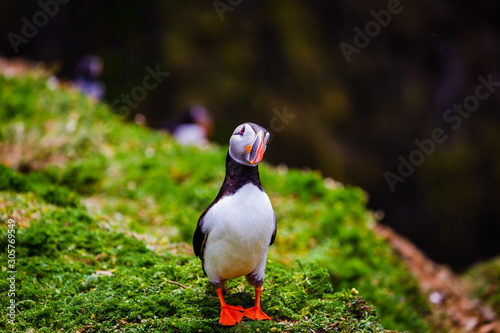 Atlantic Puffin on edge of cliff