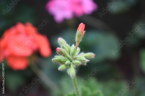 Orange Granium flower buds blooming macro  blurry background