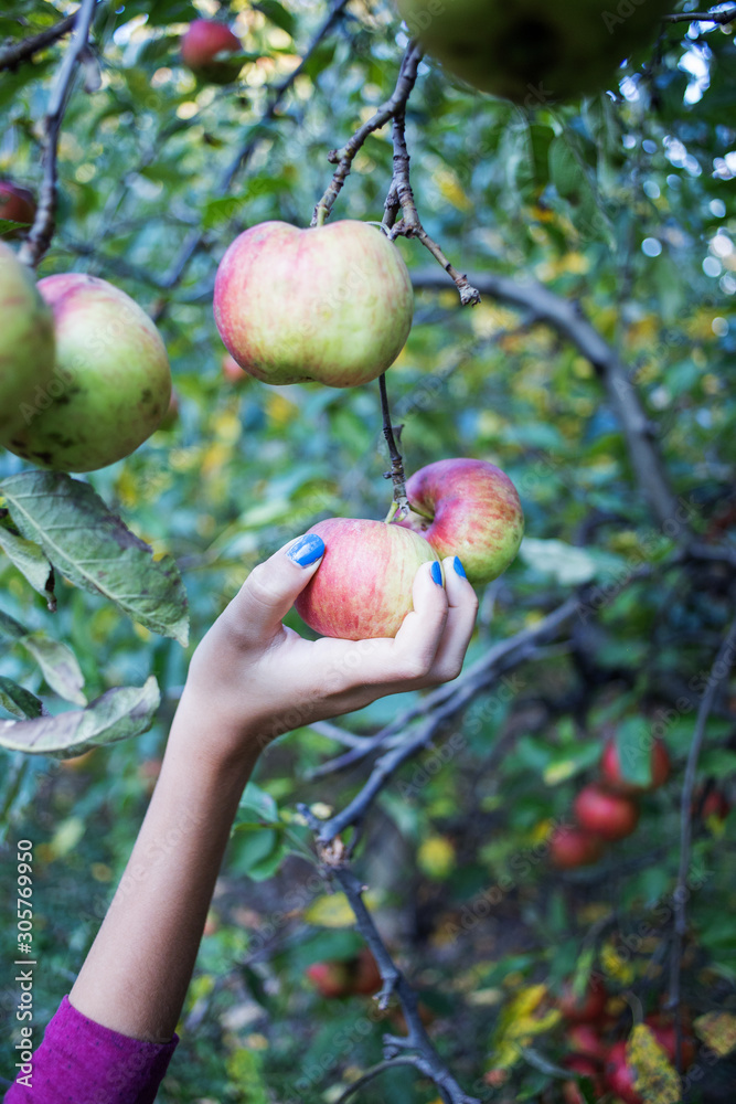 girl picking apple from the tree girl picking apple from the tree