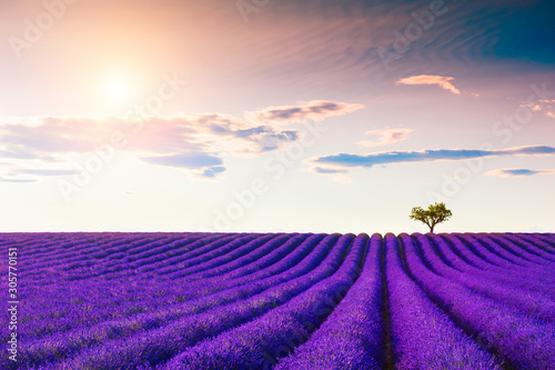 Lavender fields with heart-shape tree near Valensole, Provence, France. Beaut...