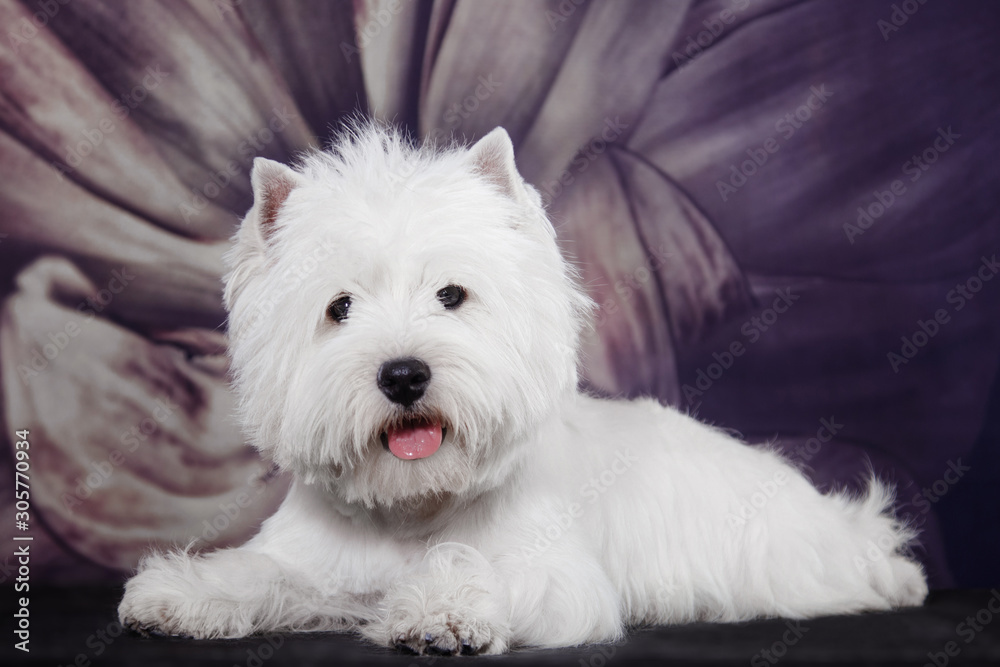 Small white dog of the West Highland White breed on the background of a  flower