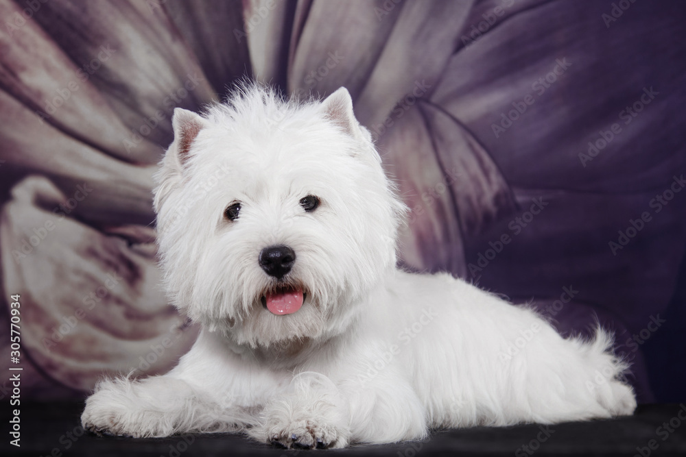 Small white dog of the West Highland White breed on the background of a flower Small white dog of the West Highland White breed on the background of a flower