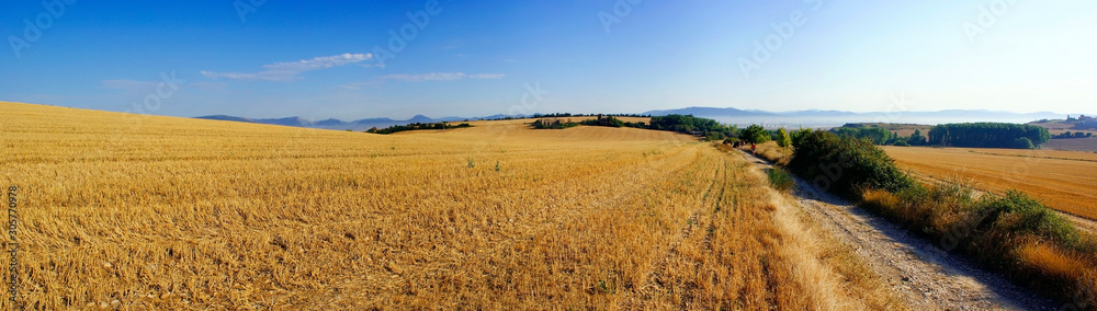 Hikers walking a path between a wheat field in the mountains of Navarra, Spain.