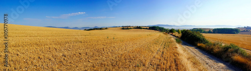 Hikers walking a path between a wheat field in the mountains of Navarra  Spain.