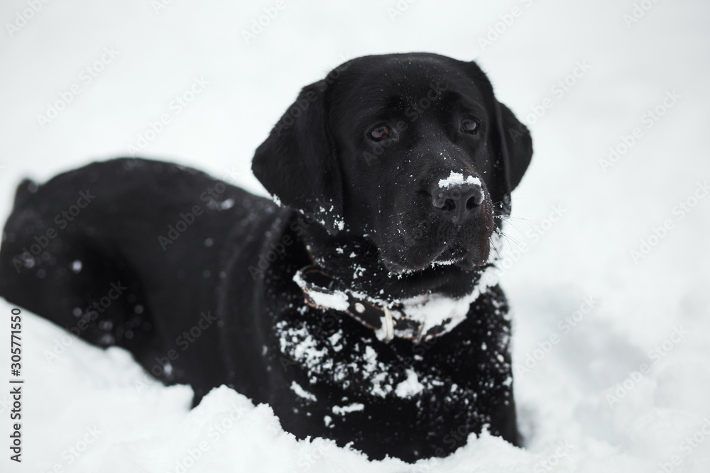 Happy black healthy labrador playing in winter snowy park outdoor. Horizontal color photography. Happy black healthy labrador playing in winter snowy park outdoor. Horizontal color photography.