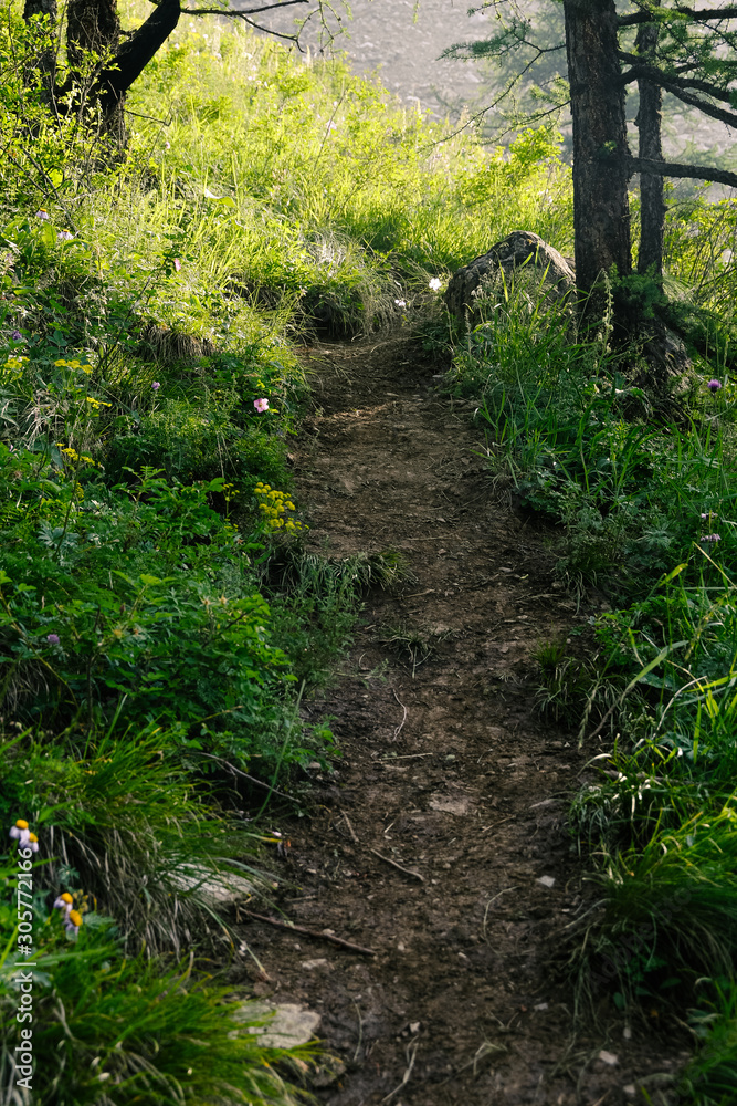 Tourist trail in coniferous forest. Hiking, summer travel on foot