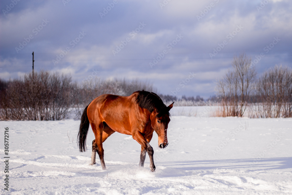 Obraz premium Bay horse in the snow trotting