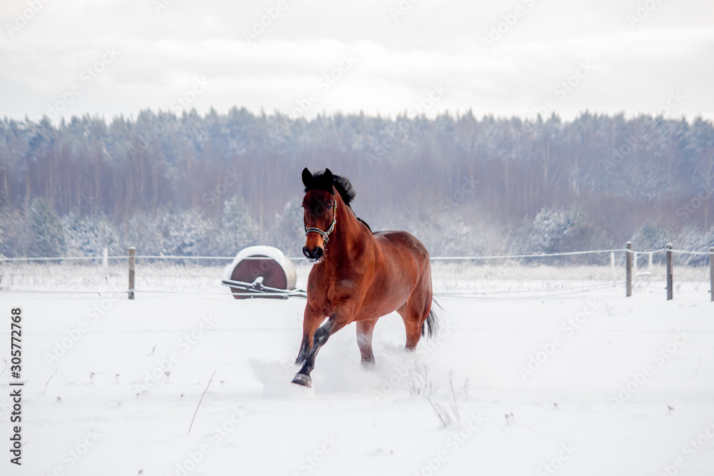 Brown horse galloping in the snow field Brown horse galloping in the snow field