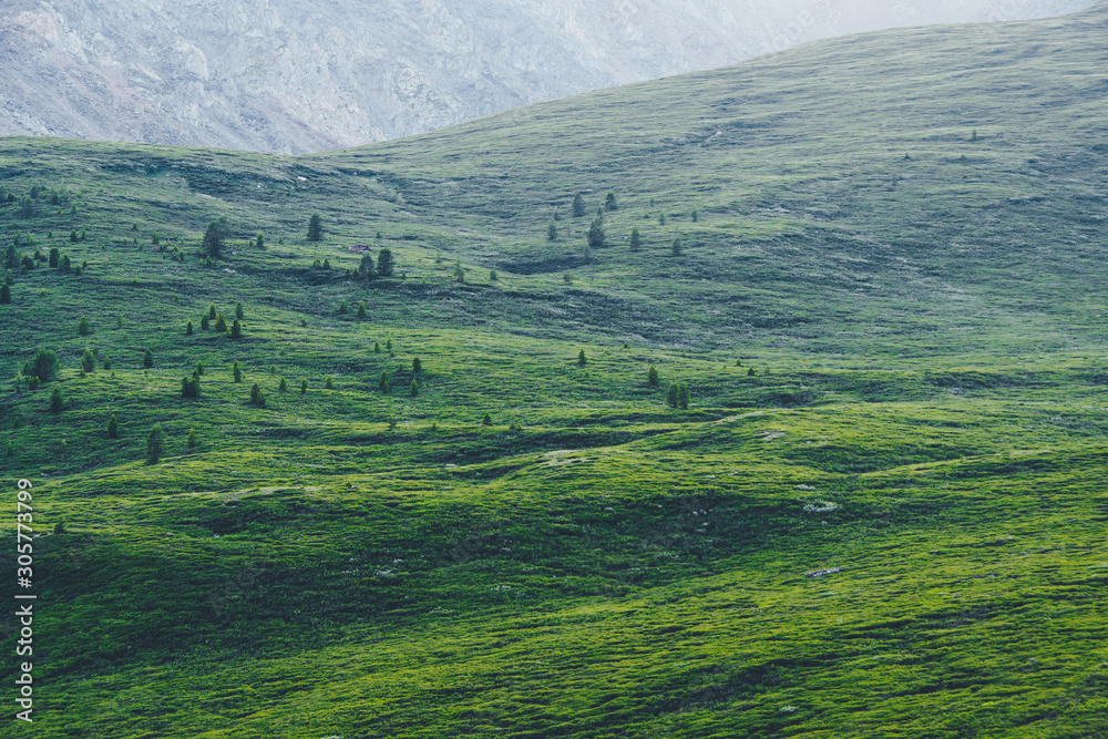 Gentle green hills. Pasture for animals with fresh green grass in sunny valley