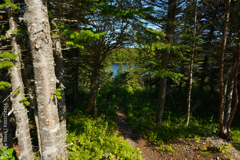 Forest Forest