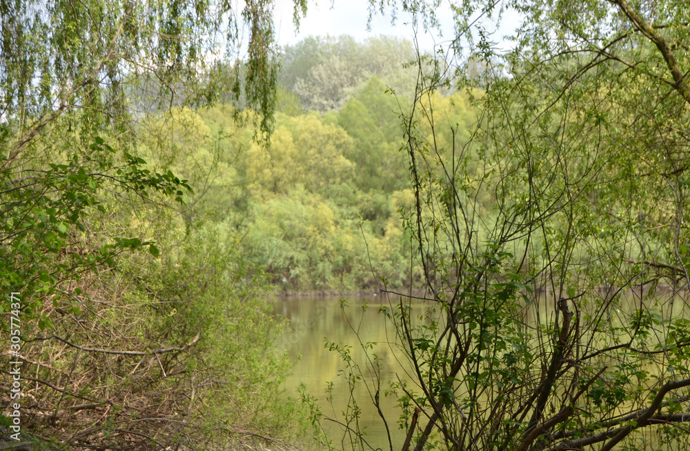 trees in the forest