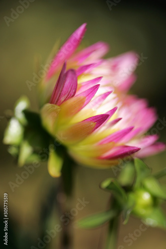 pink dahlia flower purple white close-up