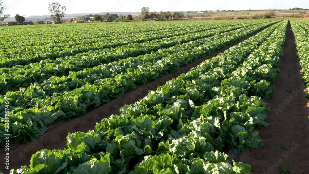 Panning view of hundreds of lettuce plants growing in rows on a large scale vegetable farm Panning view of hundreds of lettuce plants growing in rows on a large scale vegetable farm