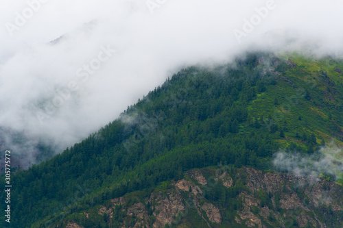 Green hillside in fog. Low clouds in coniferous forest