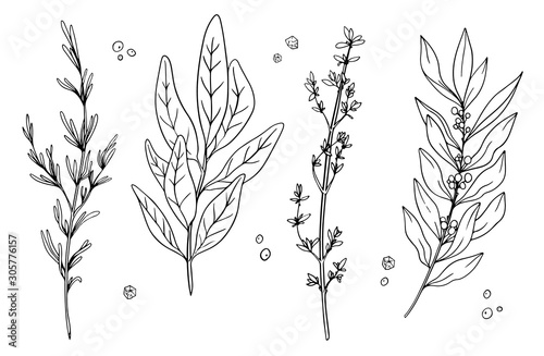 Set with medical herbs. Rosemary, sage, thyme, bay etc.