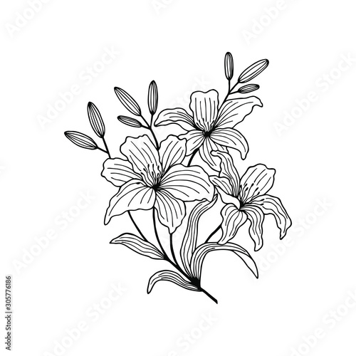Fototapeta Naklejka Na Ścianę i Meble -  Lily flower stalk with buds, leaves. eps10 vector illustration. art line. hand drawing