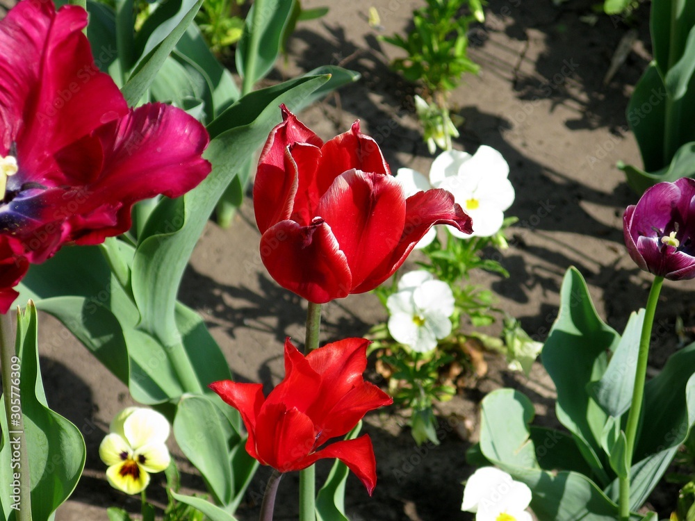Flowers Flowers