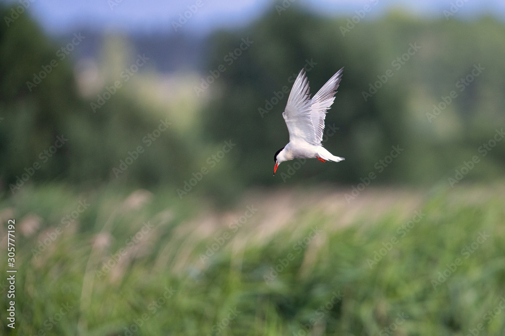 Common tern fixing its sight on possible catch Common tern fixing its sight on possible catch