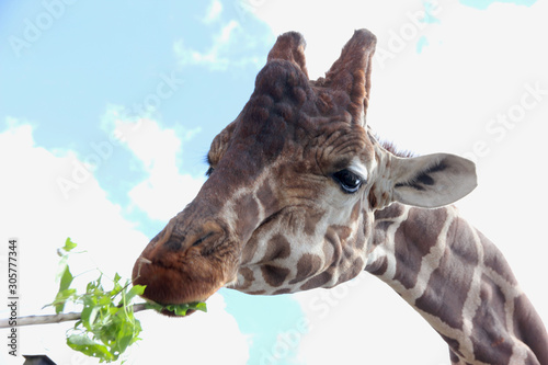 Portrait of a brown giraffe. Giraffe eats a green leaf against the sky.