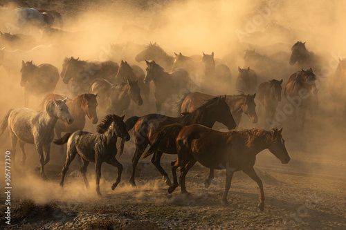 Fototapeta Naklejka Na Ścianę i Meble -  Horses