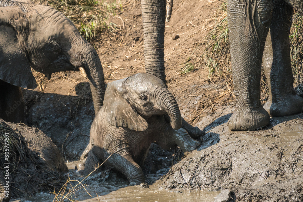 Fototapeta premium baby elephant in mud