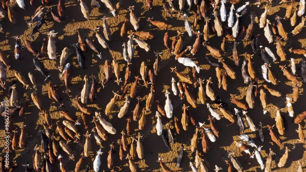 Straight down close-up zoom out aerial view of a large herd of thin cattle due to drought,Okavango Delta, Botswana Straight down close-up zoom out aerial view of a large herd of thin cattle due to drought,Okavango Delta, Botswana