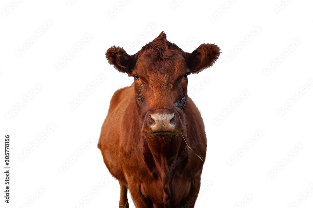 Cow Portrait Isolated on White Background