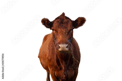 Cow Portrait Isolated on White Background