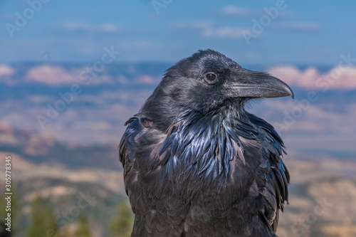 A huge raven on the Rim of Bryce Canyon National Park  Utah  USA