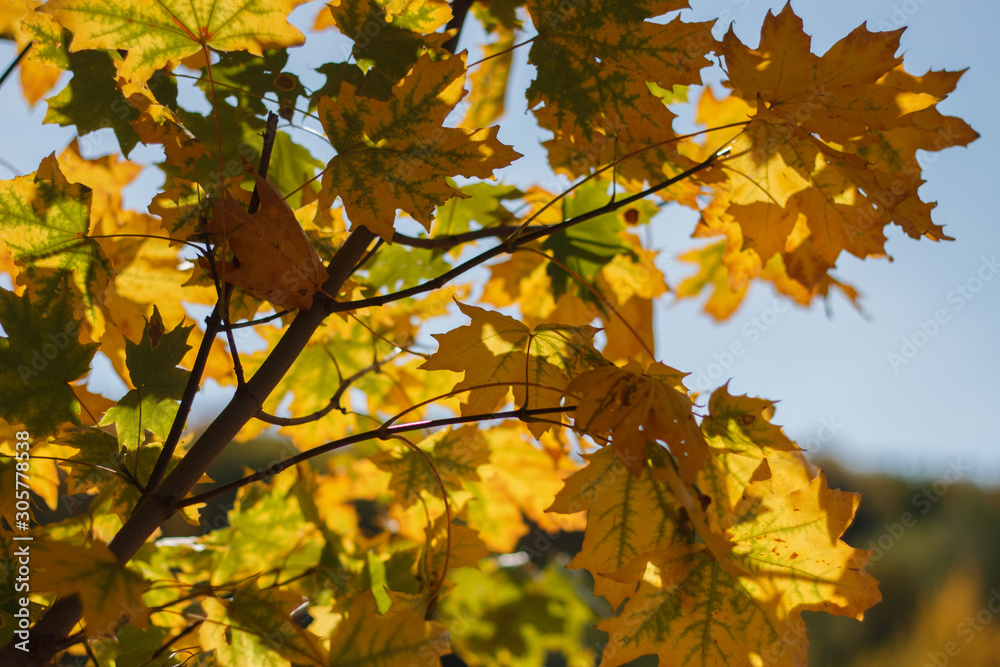 autumn branch with yellow maple leaves autumn branch with yellow maple leaves