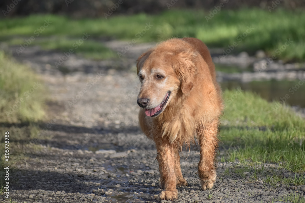 Older Golden Retriever dog walking on a hiking trail.
