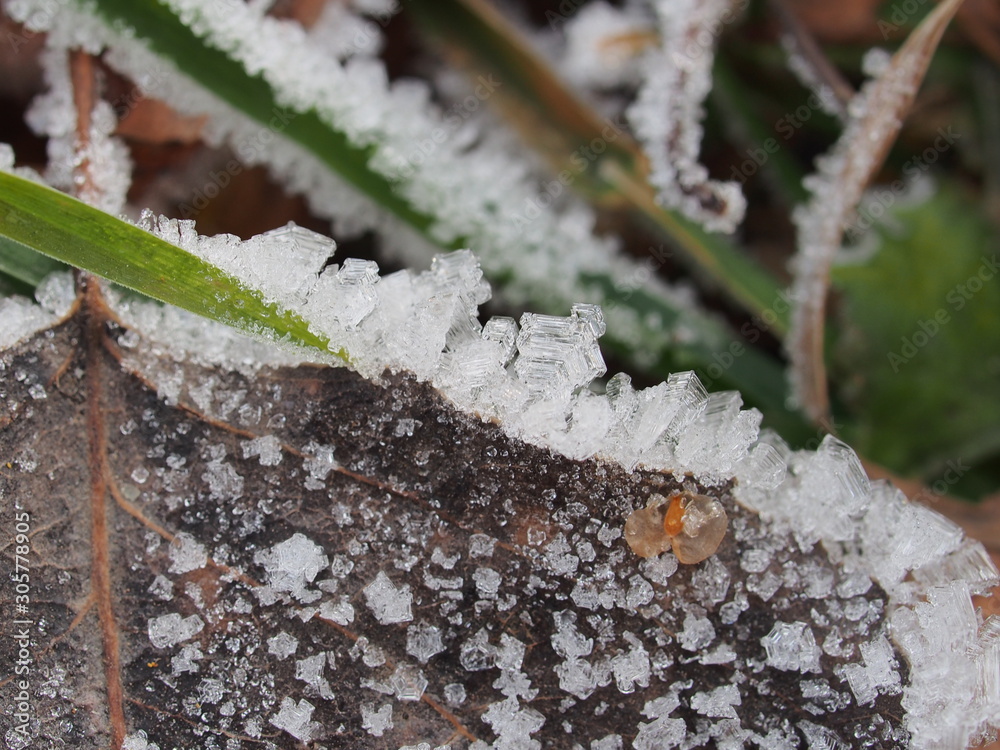 Transparent ice crystals on blades of grass and fallen leaves. Transparent ice crystals on blades of grass and fallen leaves.