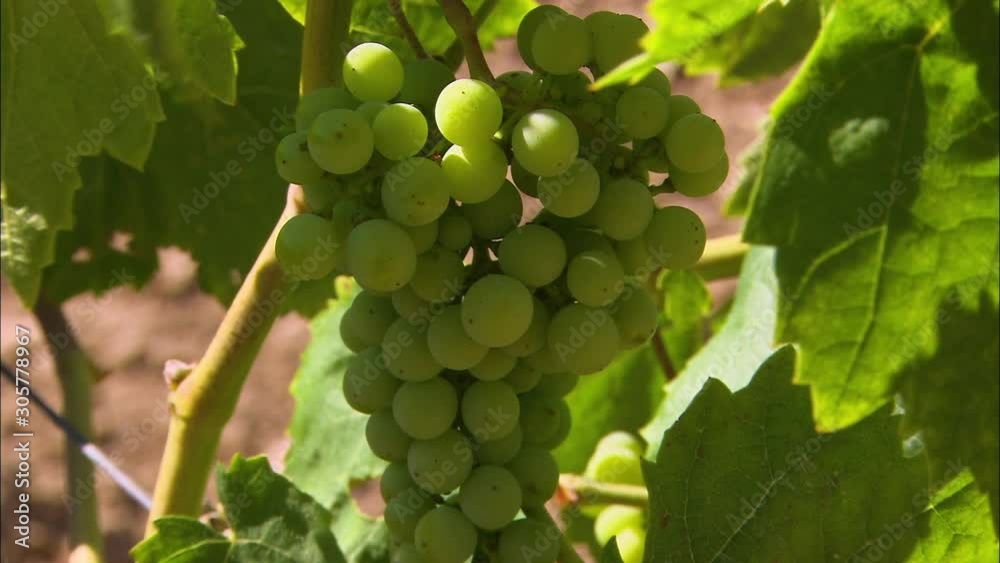 Close-up low-angle still shot of fresh wine grapes at a Spanish vineyard, Codorniu Winery, Penedes Region, Spain Close-up low-angle still shot of fresh wine grapes at a Spanish vineyard, Codorniu Winery, Penedes Region, Spain